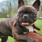 best pet insurance for french bulldog