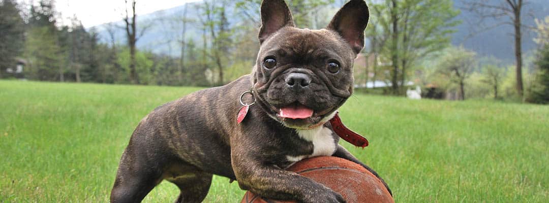 best pet insurance for french bulldog