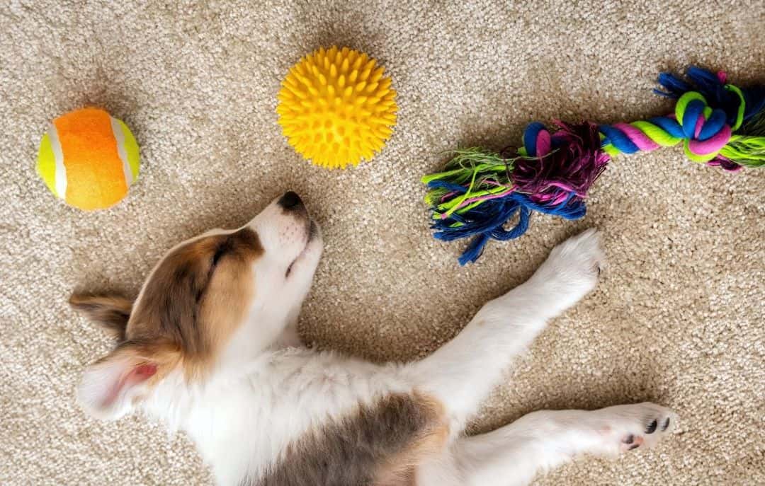 Best Dog Toys