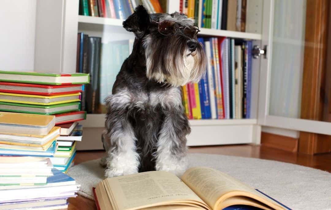 Best Dog Books