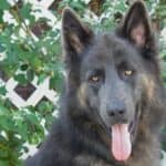 A German Shepherd with blue coloration in front of green vines and white lattice.