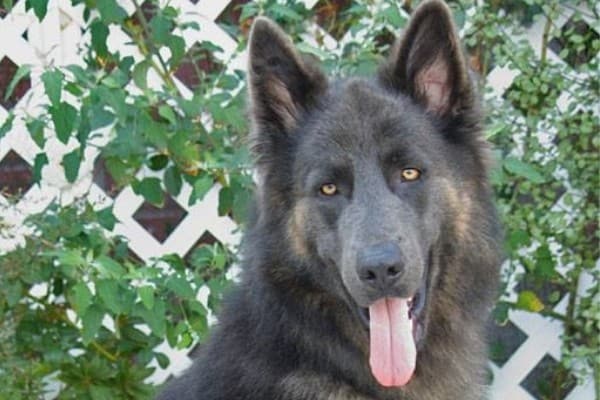 A German Shepherd with blue coloration in front of green vines and white lattice.