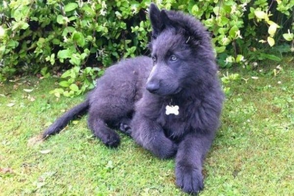 A steel blue German Shepherd puppy lying on the grass.