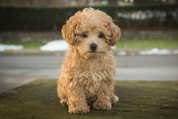 An adorable apricot Poodle puppy.