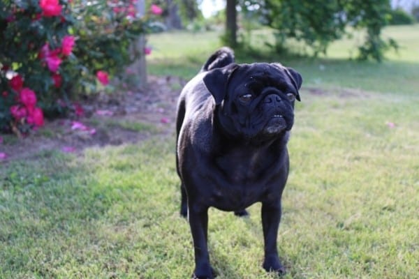 A black Pug standing outside with red roses in the background.