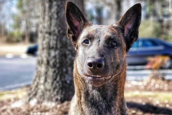 A blue and sable short-hair German Shepherd.