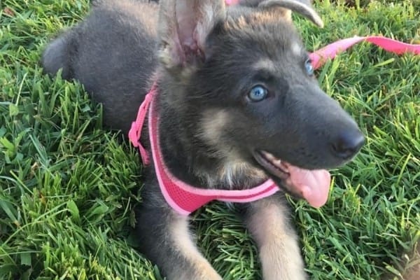 A young blue and tan German Shepherd with a pink harness and leash.