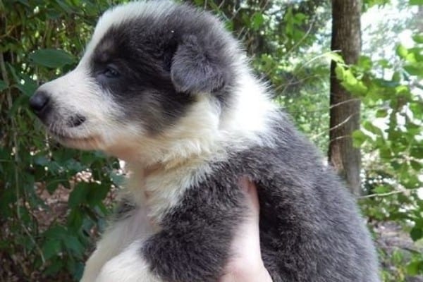 A blue panda German Shepherd puppy being held up in the air.