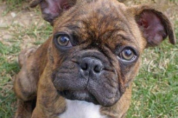 A brindle French Bulldog Pug mix.