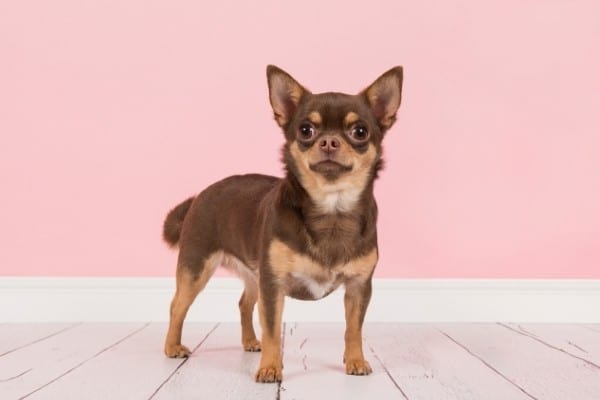 A brown and tan smooth-coated Chihuahua on a white floor with pink background.