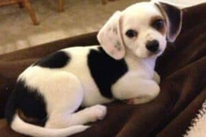 A Chihuahua-Beagle mix curled up on a brown blanket.