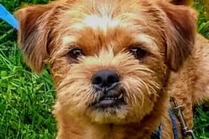 A Chihuahua Lhasa Apso mix.