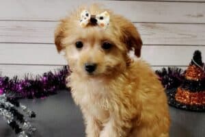 A Chihuahua-Poodle mix puppy with Halloween decorations.
