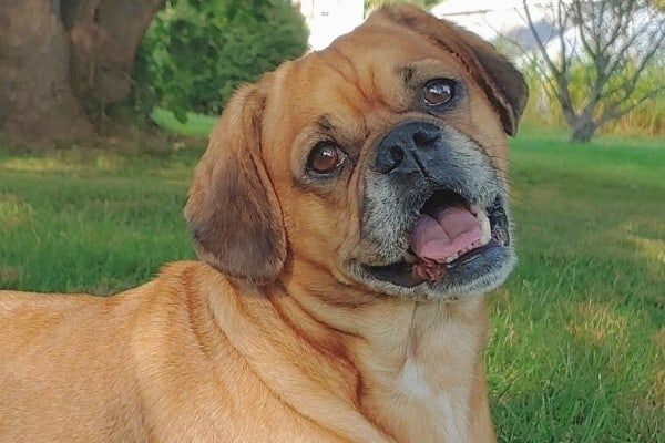 A fawn Cocker Pug outdoors with his head tilted to the side.