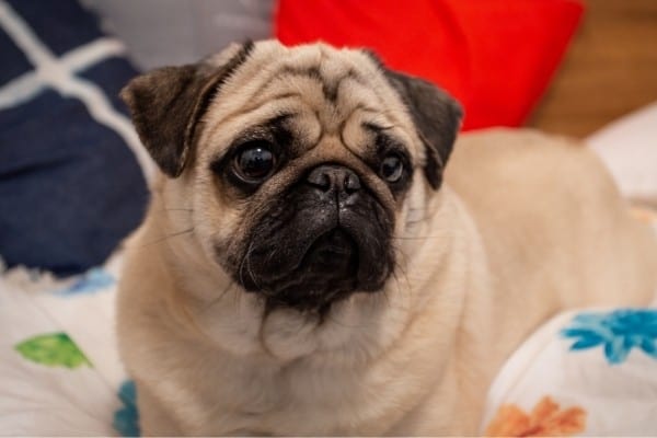 A fawn Pug with a black mask relaxing on a bed.