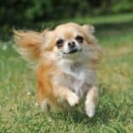 A fawn and white, long-haired Chihuahua running across a grassy lawn.