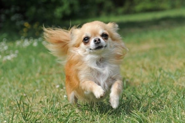 A fawn and white, long-haired Chihuahua running across a grassy lawn.