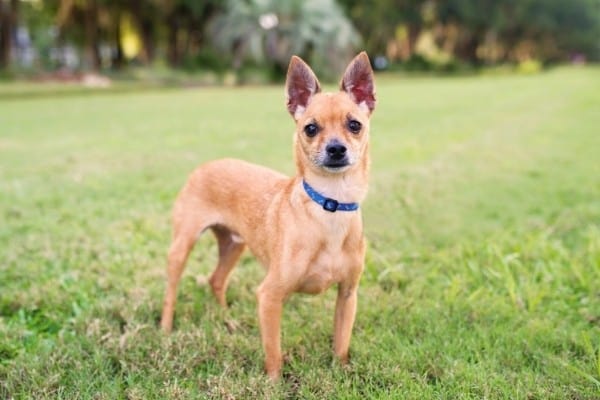 A male, fawn-colored deer head Chihuahua standing on grass.