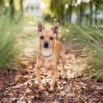 Fawn deer head Chihuahua on woodchip path