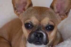 A French Bulldog-Chihuahua mix puppy on a white blanket.