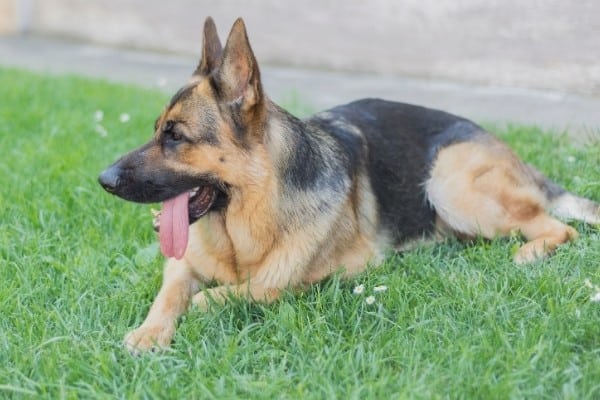 A German Shepherd Dog resting on the grass with his tongue hanging out the side of his mouth.