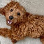 A red Irish Doodle puppy on an off-white couch.