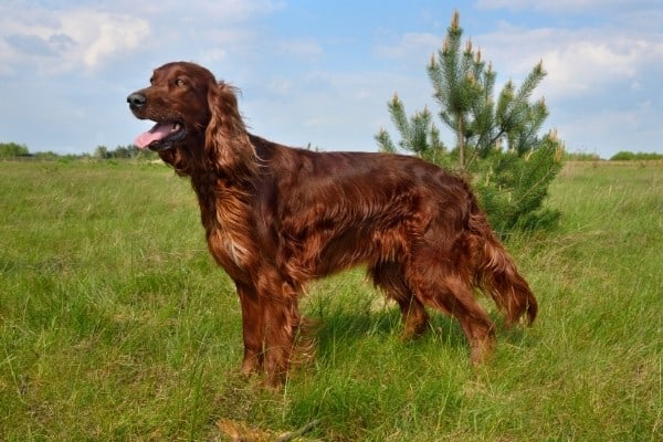 A beautiful Irish Setter standing in a grassy, green field.