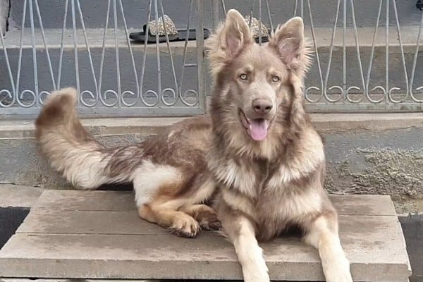 An Isabella long-hair German Shepherd resting on a bench.