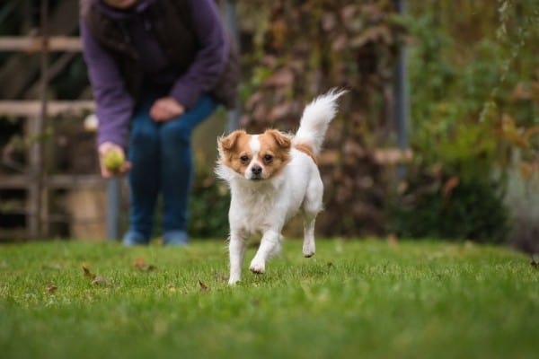 A long-coat deer head Chihuahua playing fetch outside.