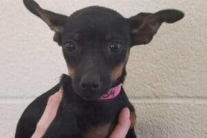 A Chihuahua Miniature Pinscher mix puppy with pink collar.