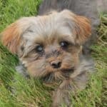 Morkie Poo - Breed Guide & Answers to Common Questions