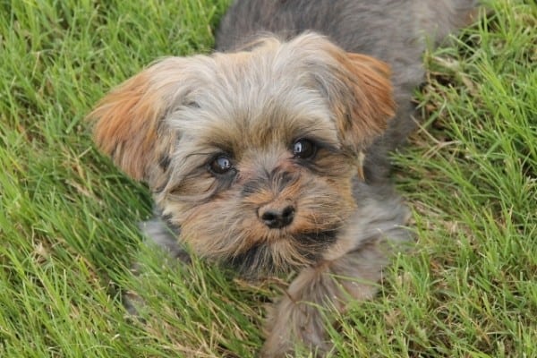 A tricolored Morkie Poo puppy lying in the grass.