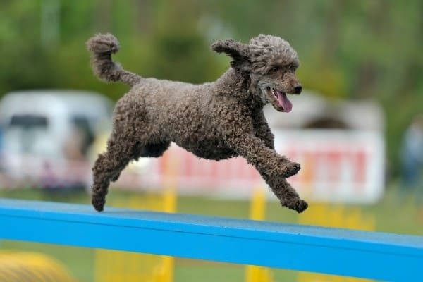 A silver Moyen Poodle dashing across a horizontal beam on an agility course.