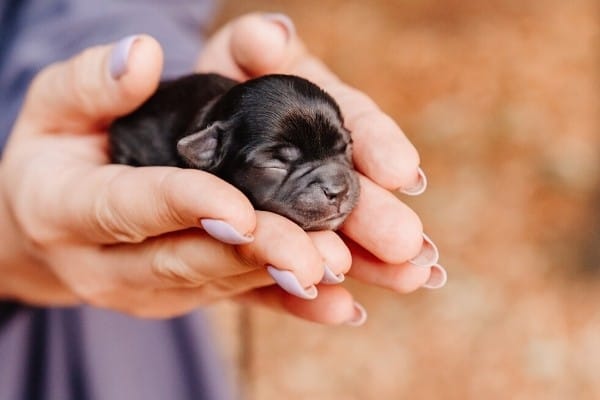 A newborn black Chihuahua in a woman's hands.
