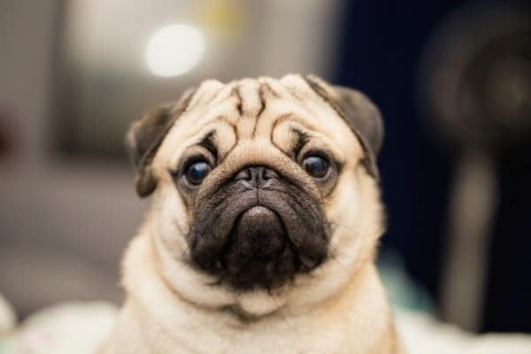 A light fawn Pug with light in background.