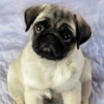 7 Adorable Pug Mixes & Breed Facts