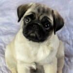 A Pug puppy sitting on a white quilt.