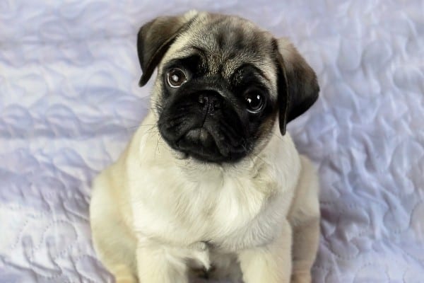 A Pug puppy sitting on a white quilt.