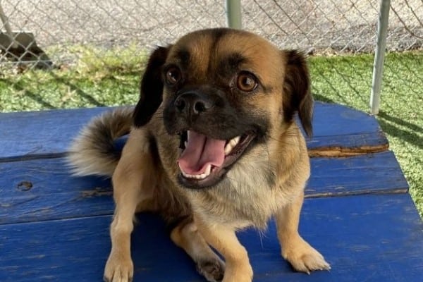 A Puginese on a dark blue picnic table.