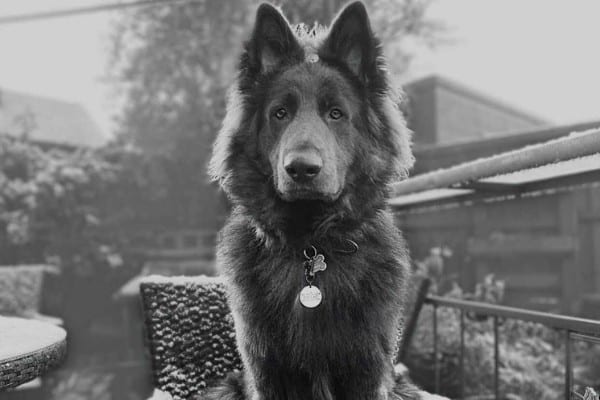 A steel blue long-hair German Shepherd sitting in a snow-covered chair.