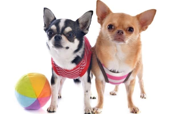 Two Chihuahuas and a small beach ball on a white background.