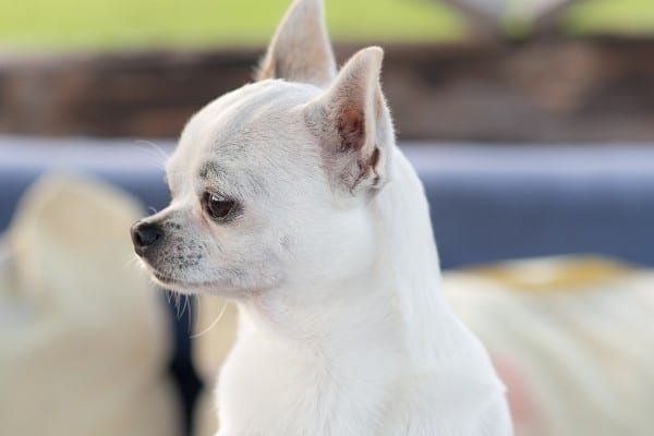 Apple Head Chihuahua Breed Facts And Faq 2024