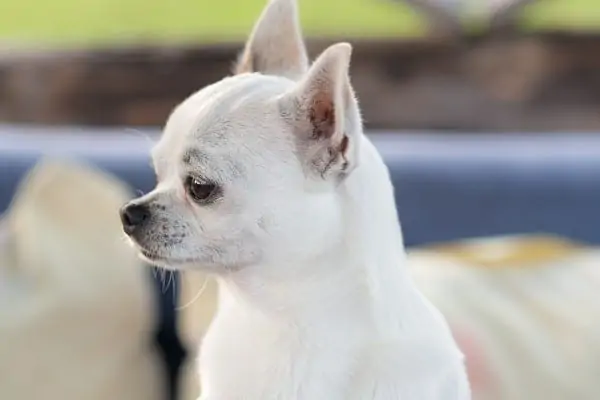 White-Apple-Head-White-Chihuahua-