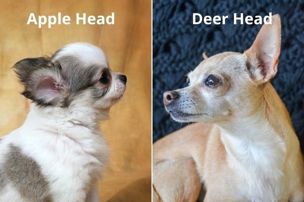 Apple head Chihuahua puppy on left, deer head Chihuahua on right.