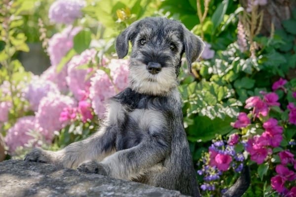 A salt-and-pepper Schnauzer puppy with his front feet up on a large rock and pink flowers in the background.