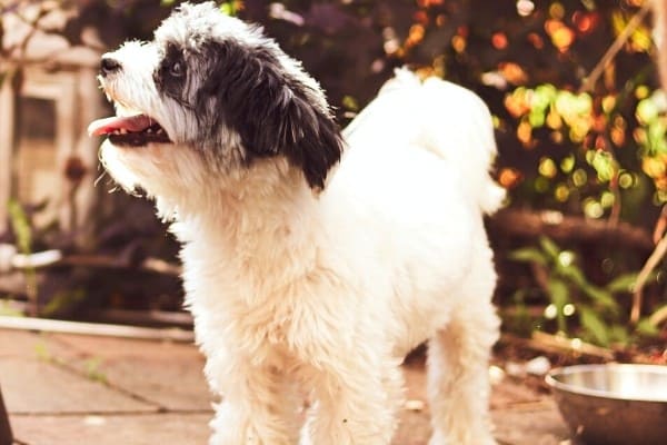 A black and white Mini Sheepadoodle puppy standing beside his food bowl on an outdoor patio.