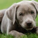 A silver Labrador Retriever puppy lying on green grass.