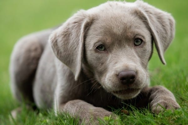 A silver Labrador Retriever puppy lying on green grass.