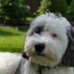 Mini Sheepadoodle - Breed Review & Answers to Questions (2023)