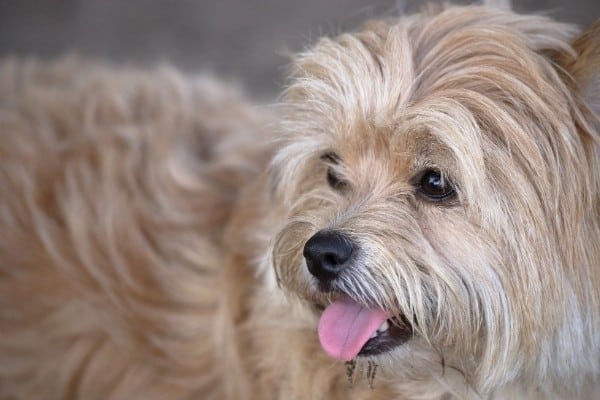 A dark cream Maltese Chihuahua mix with his head turned to his right.